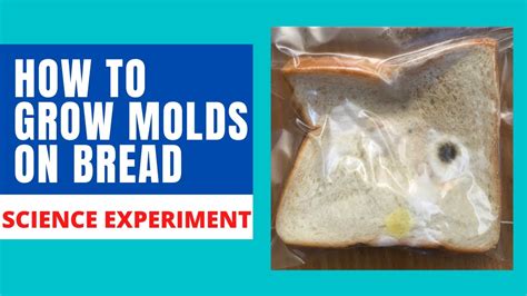 mold growth on bread experiment|what causes mold on bread.